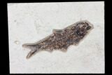 Fossil Fish (Knightia) - Green River Formation #126173-1